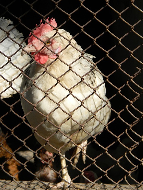 织能力和得 织能力和得