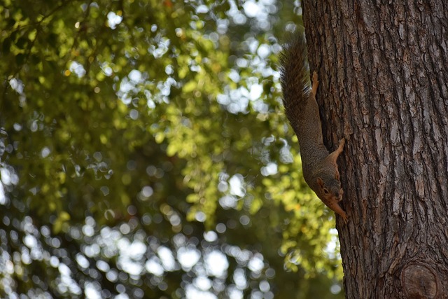 龄的成熟和 龄的成熟和